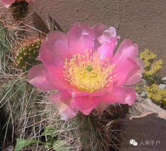 涓浗鍥借姳澶ц祻鍥剧墖,鍥借姳澶ц祻浜氭床鍥剧墖