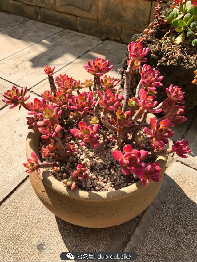 大姬星美人多肉,姬星美人怎么样爆盆