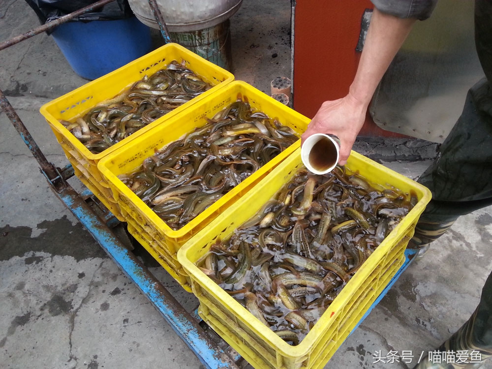泥鳅“寸片死”是真的吗？新手该怎么破解？