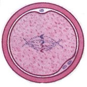 孕10周胎儿发育正常流褐色分泌物,第10周胎儿发育图片