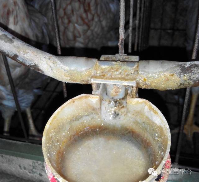 爱佳集团杨经理,杨文斌的养殖场