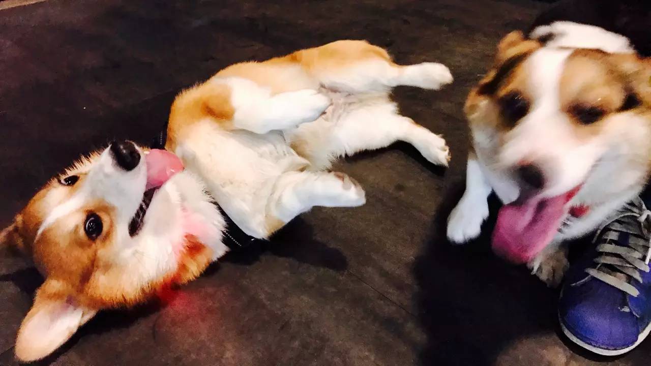 短腿男神蹭吃蹭喝欢乐多，“贱”装出席女票的生日派对