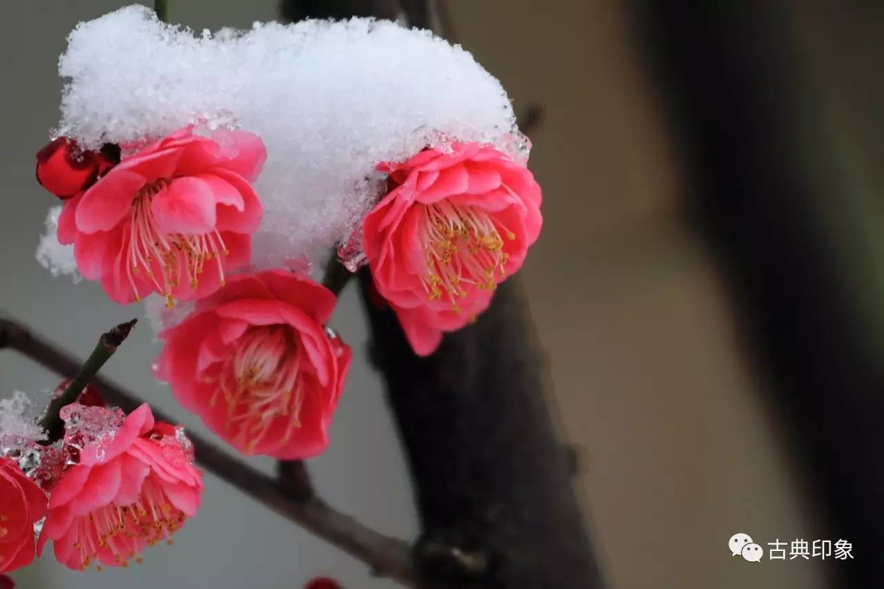 青江梅花香雪海,香雪海梅花国画