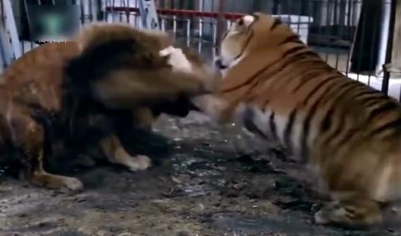 列举老虎无敌各种优点，狮子和熊都不是对手，不服来辩