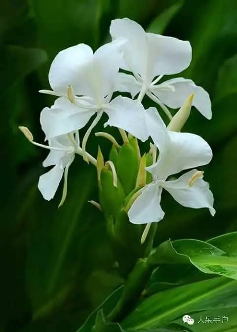 涓浗鍥借姳澶ц祻鍥剧墖,鍥借姳澶ц祻浜氭床鍥剧墖