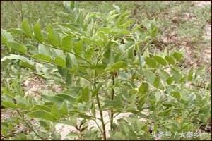 在农村种植什么最合适最挣钱,现在适合农村种植的什么最赚钱