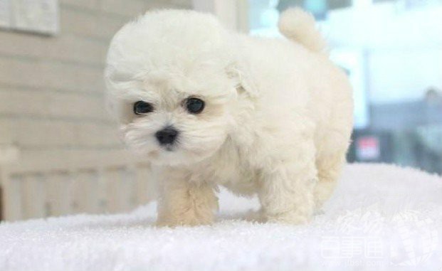 比熊犬多大训练基本动作最好,比熊犬太活泼了如何训练