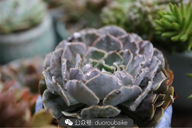 爱生活爱养花花卉绿植养护小知识,爱生活爱养花多肉植物养护小技巧
