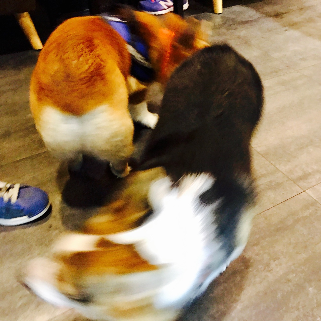 短腿男神蹭吃蹭喝欢乐多，“贱”装出席女票的生日派对