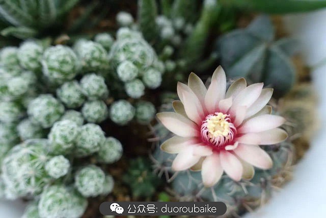 新手种植多肉植物教程,爱生活爱养花花卉绿植养护小知识