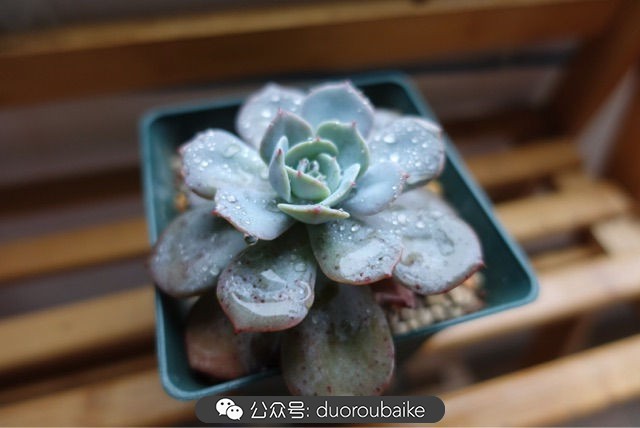 新手种植多肉植物教程,爱生活爱养花花卉绿植养护小知识