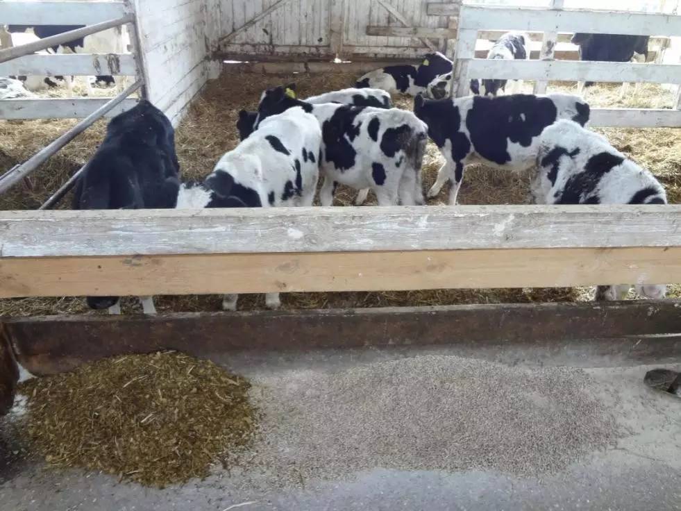 用心的犊牛管理者CRI国际兽医学博士——大卫L·布朗