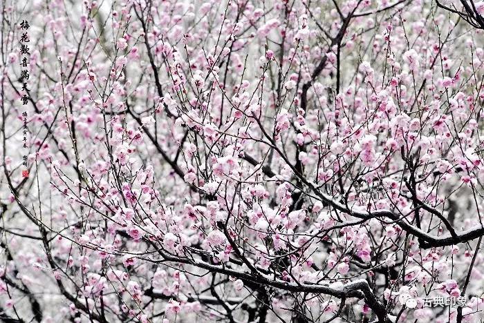 青江梅花香雪海,香雪海梅花国画
