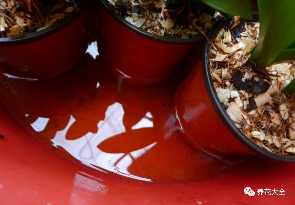 别人家的君子兰,君子兰没长出来就开花了怎么回事