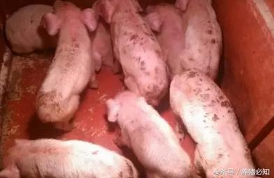 如何治疗猪病毒性拉稀,猪病毒性腹泻的症状及处理方法