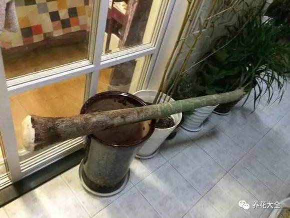 花死了花盆要不要扔,花死了要不要扔