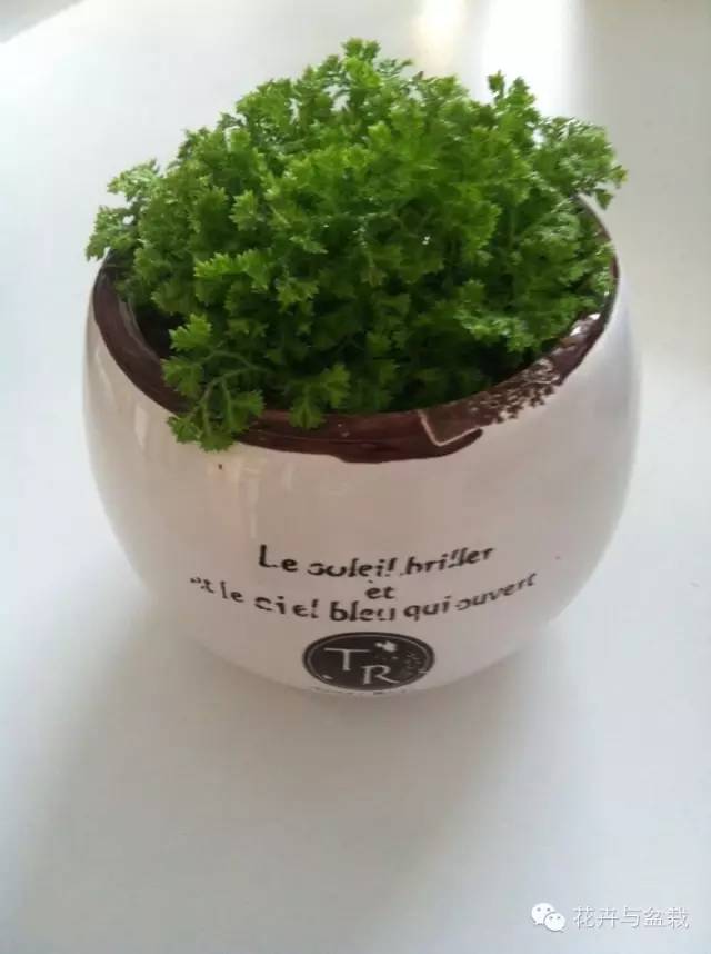 适合盆栽的蕨类有哪些,盆栽蕨类植物养护注意事项