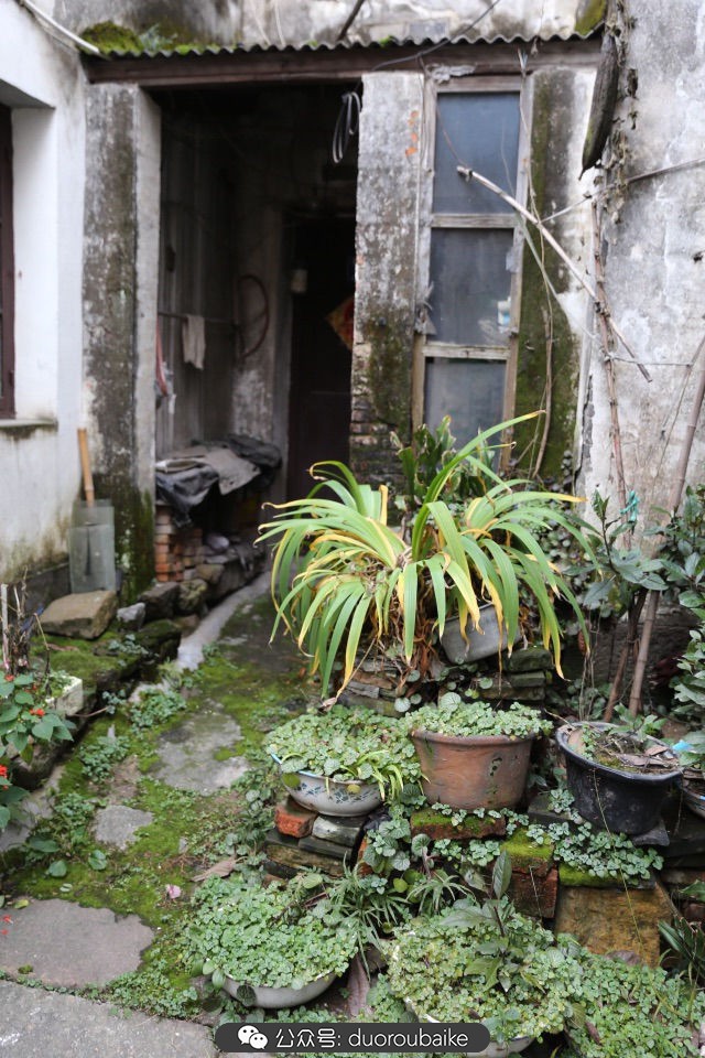 回忆之旅最适合带的植物,野外旅游必须记住的植物
