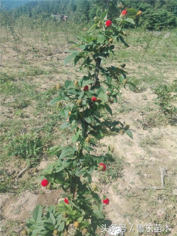 树莓苗怎么辨别真假,树莓苗和草莓苗区别