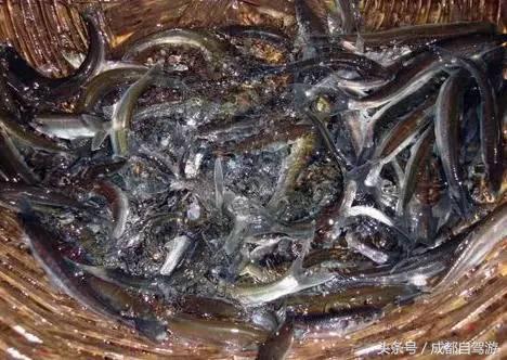 东川红土地距离元谋土林有多远,元谋土林东川红土地