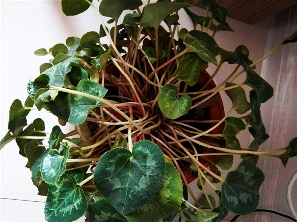 仙客来花叶发黄怎么养,仙客来花叶为什么发黄