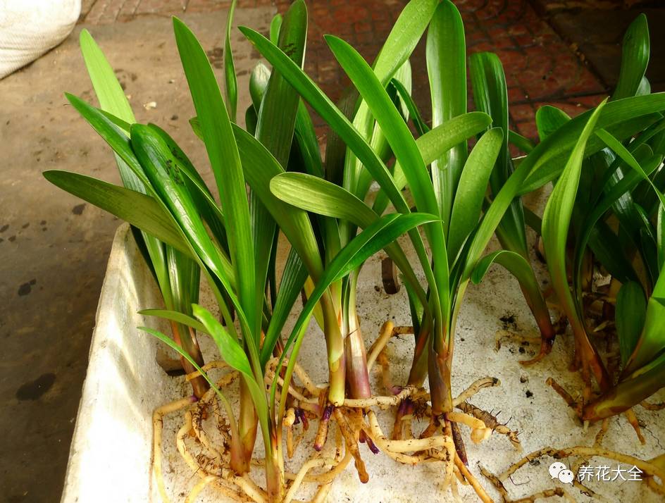 别人家的君子兰,君子兰没长出来就开花了怎么回事