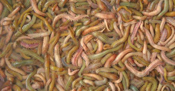 长得丑但好吃的零食,长得丑却好吃的零食