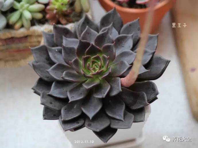 花死了花盆要不要扔,花死了要不要扔