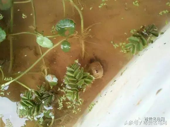 懒人养龟有诀窍，泥水生态养殖就是那么简单！