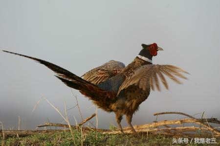 冬季抓野鸡，这样会让它自投罗网