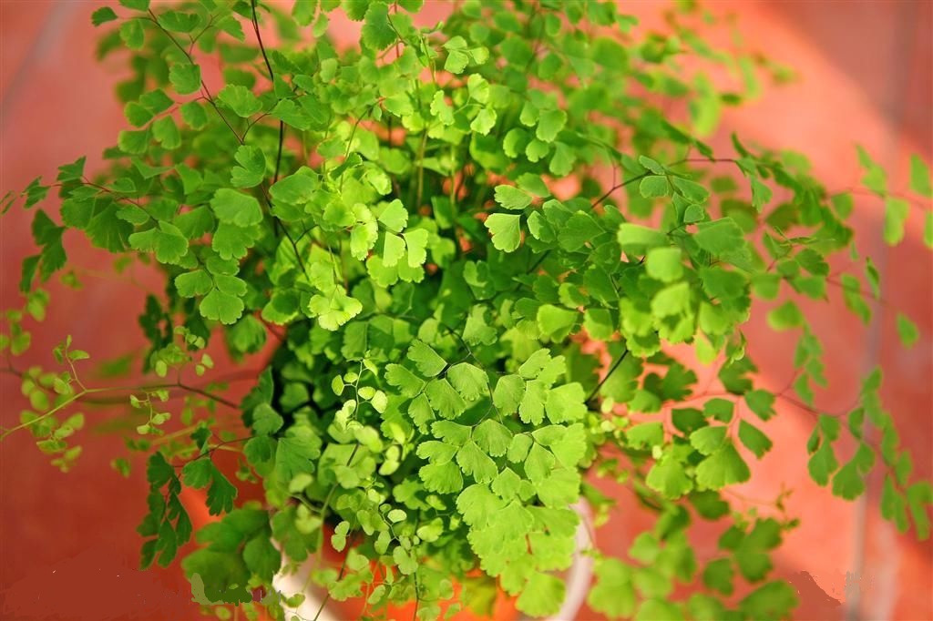 铁线蕨迷你可爱，有时叶片变黑是怎么回事？（附补救攻略）