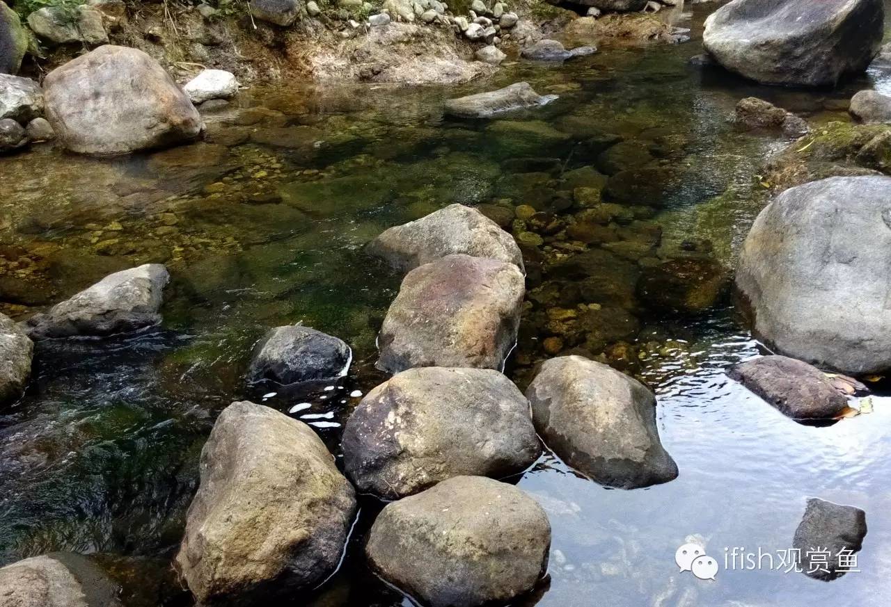 大圣年,大圣过年放鞭炮