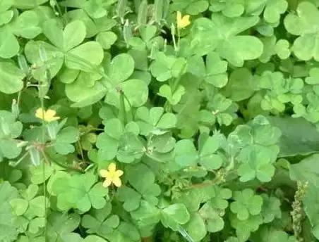 云南人再贵也要吃野生菌,云南人吃饭奢侈