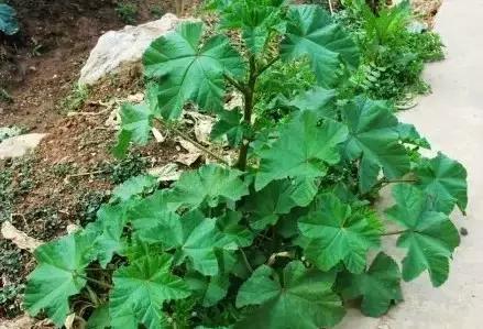 云南人再贵也要吃野生菌,云南人吃饭奢侈