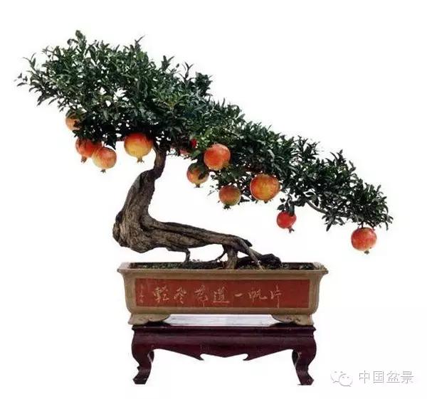 一株盆景60万元,石榴盆景100种图片