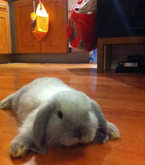 兔子好养吗,兔子属于动物吗