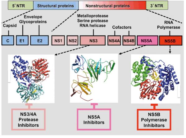 hcv特效药,hpv药研发到什么进度了