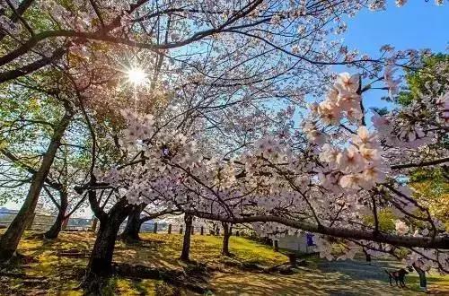 2020年日本樱花季观赏最全攻略,樱花节要来啦