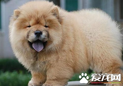 松狮犬怎么训练不咬人,松狮犬倔强的性格怎么训练