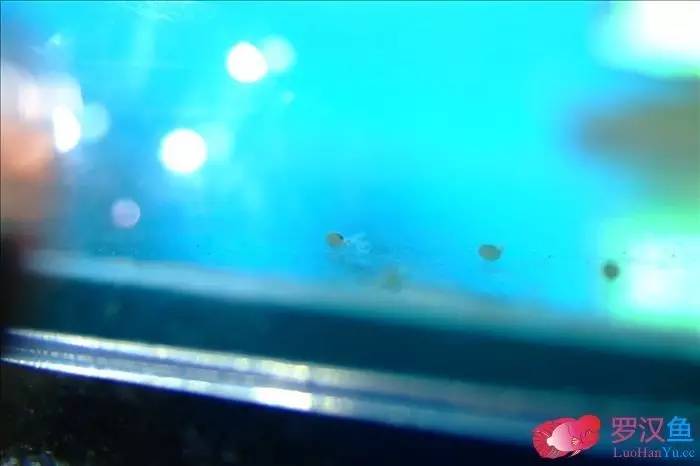 罗汉参的繁殖方法,罗汉鱼怎么养起头