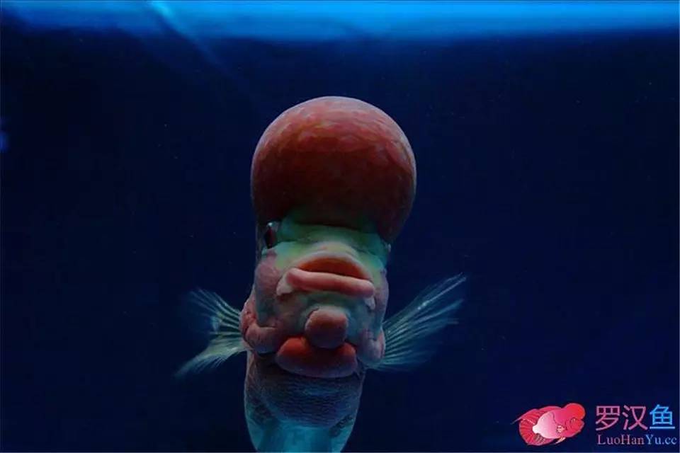 罗汉参的繁殖方法,罗汉鱼怎么养起头