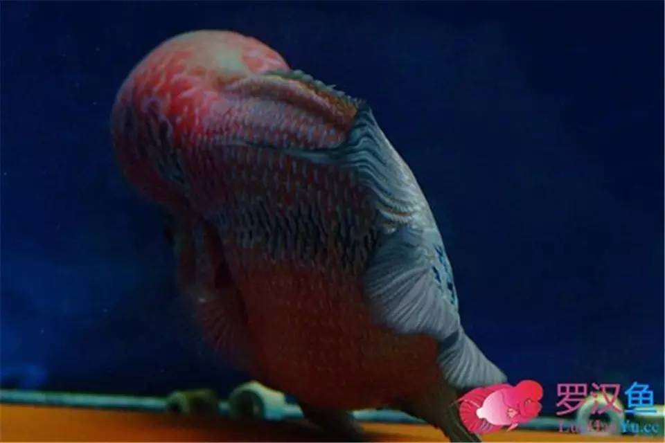 罗汉参的繁殖方法,罗汉鱼怎么养起头