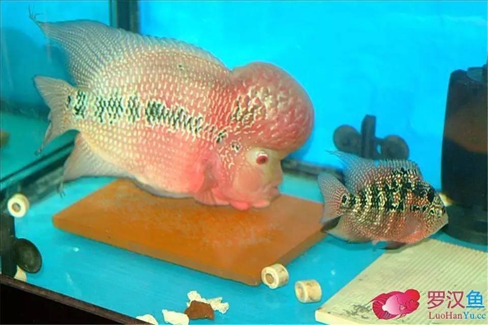 罗汉参的繁殖方法,罗汉鱼怎么养起头