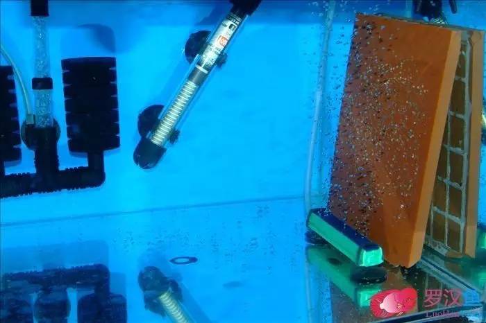 罗汉参的繁殖方法,罗汉鱼怎么养起头