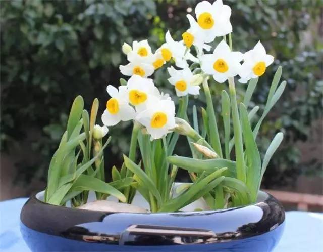 水仙养花盆,养花水仙