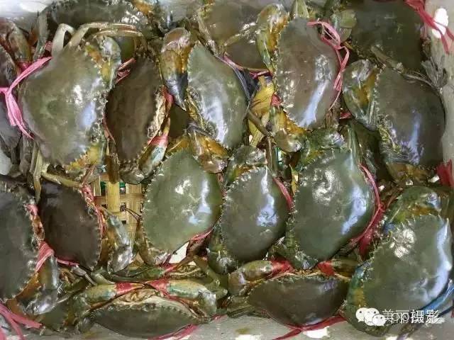 2017年霞浦“海鲜年历”出炉，你知道现在该吃什么吗？