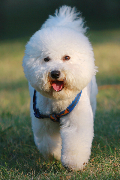 比熊犬多少钱一只便宜好养,比熊犬大约多少钱一只幼崽