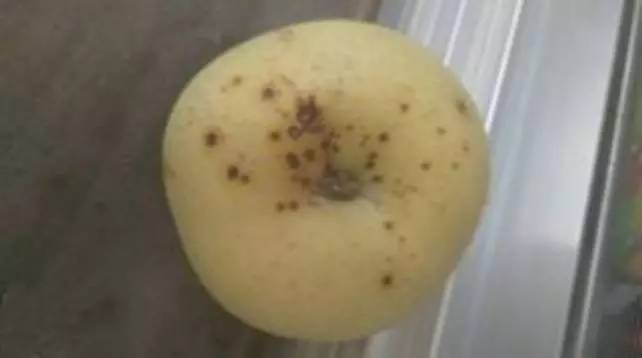 维纳斯苹果苦痘病为什么严重,苹果苦痘病症状及发生原因
