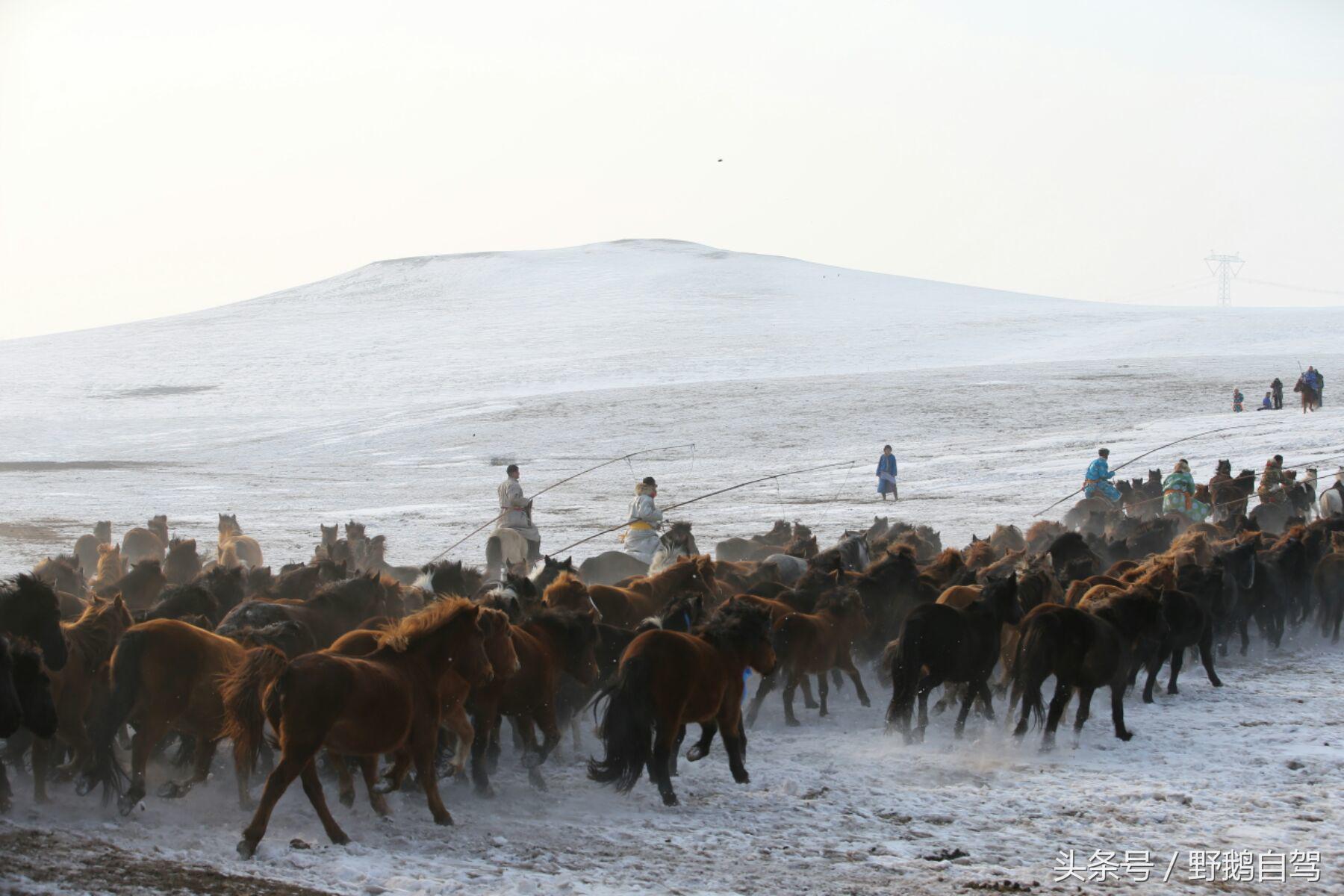 锡林郭勒盟那达慕自驾攻略,锡林郭勒冰雪那达慕完整版