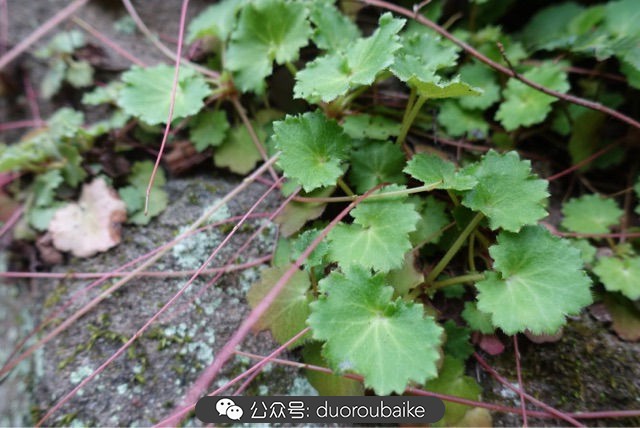 回忆之旅最适合带的植物,野外旅游必须记住的植物